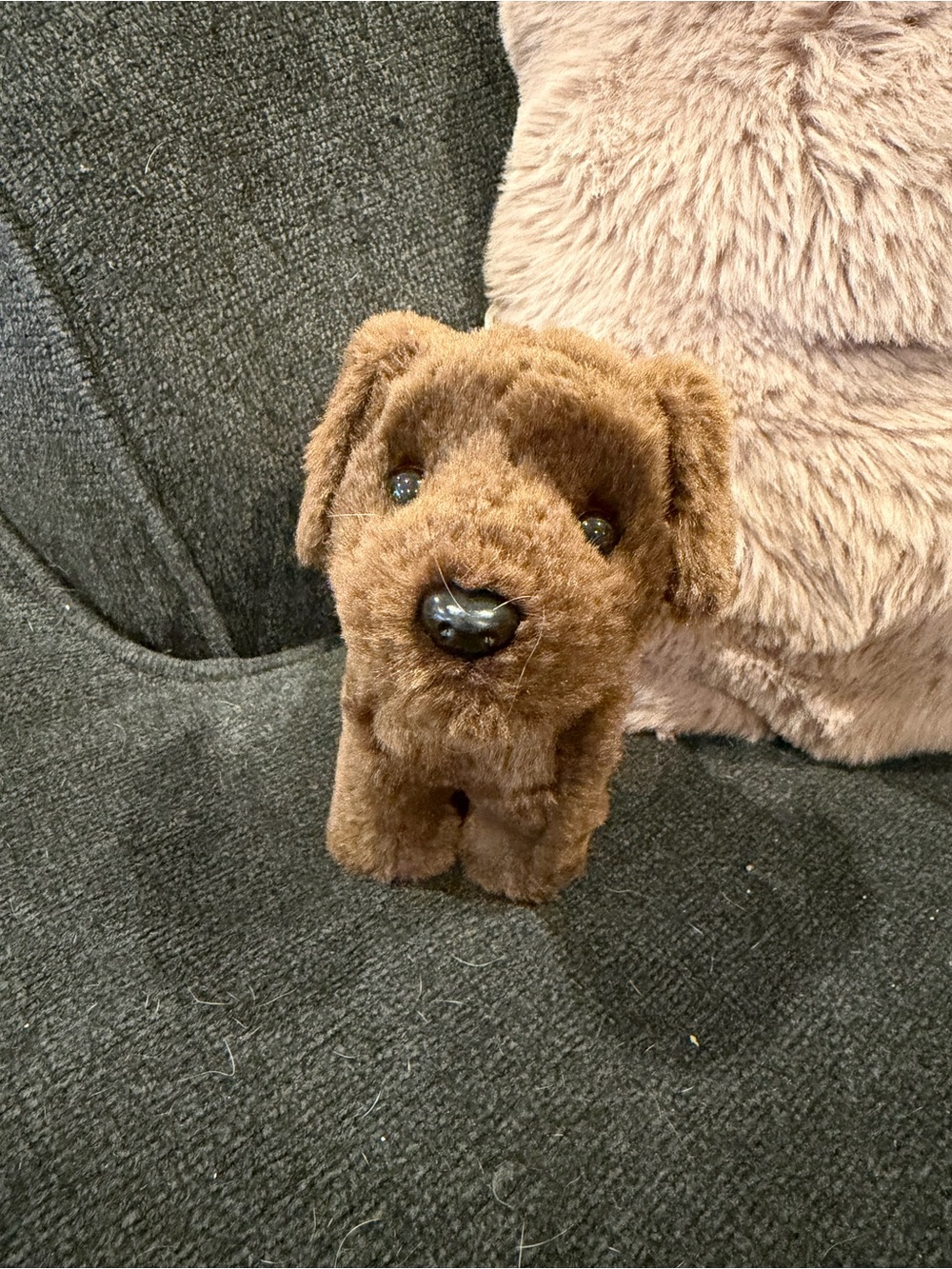 American girl Chocolate chip Lab plush